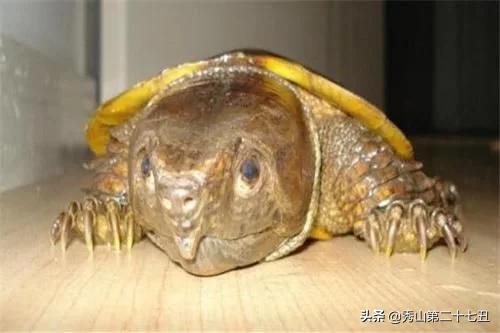 巴西龟能与剃刀一起饲养吗,最大的乌龟是棱皮龟还是巴西龟