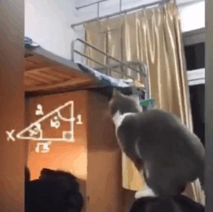 弱弱的问一句还可以吗怎么回,猫咪傻的表现是什么