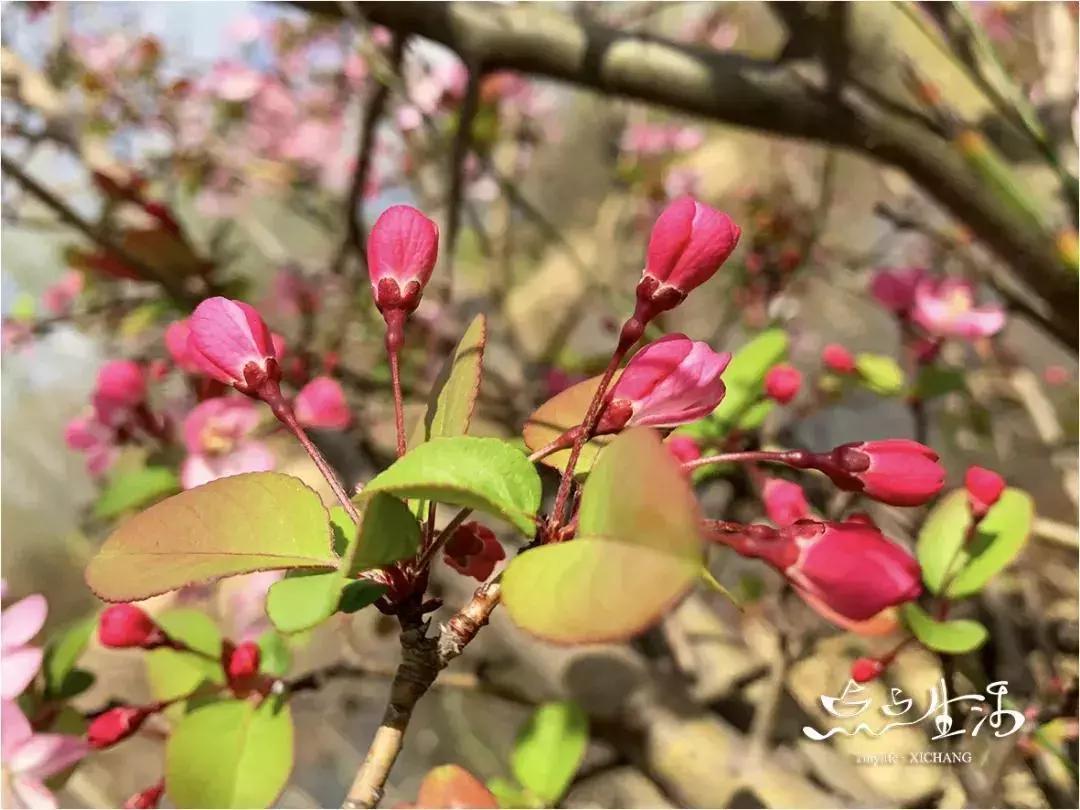 西昌春天一定不能错过的美景,不来黄山你永远不知道有多美