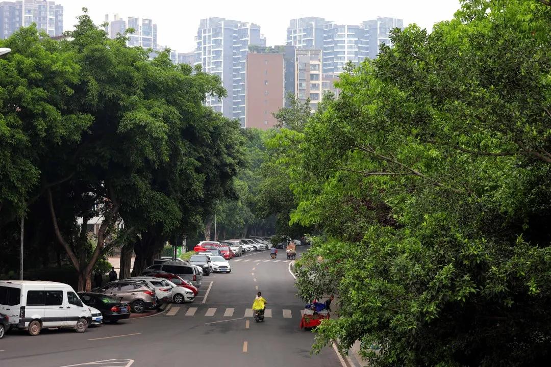 成都城南4条最美街道,成都天府新区风景优美的地方