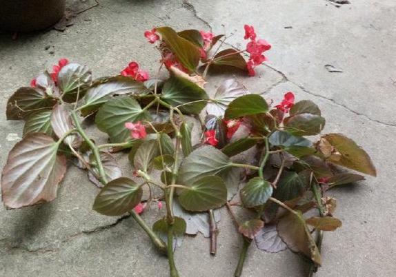 四季海棠养殖方法和扦插最佳时间,四季海棠扦插生根后多久可以移栽