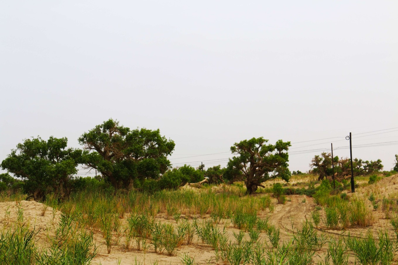 楼兰古国若羌,且末县和若羌县哪个县大