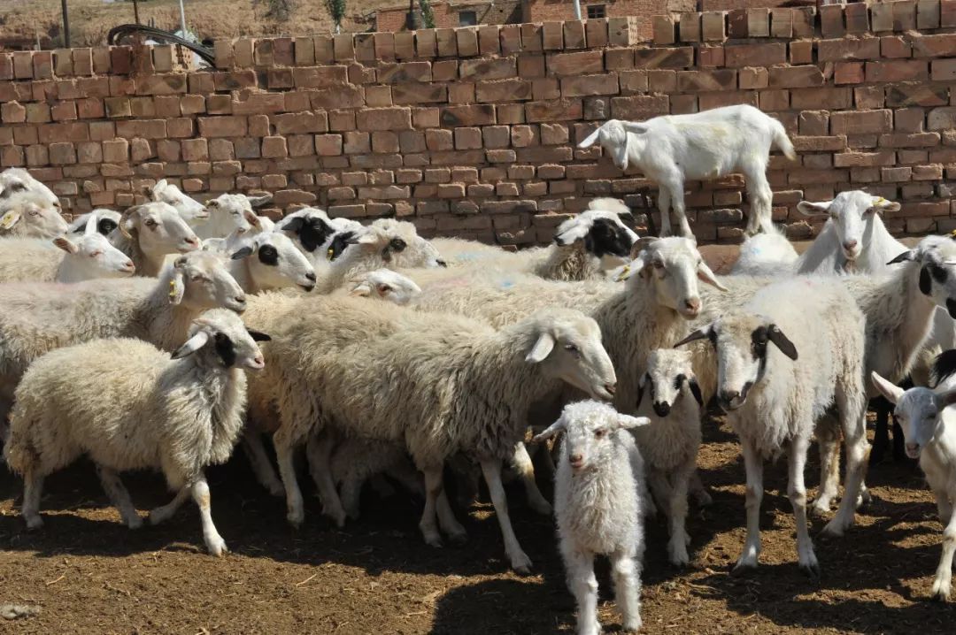 内蒙羊肉与盐池滩羊肉,新疆羊肉和盐池滩羊肉