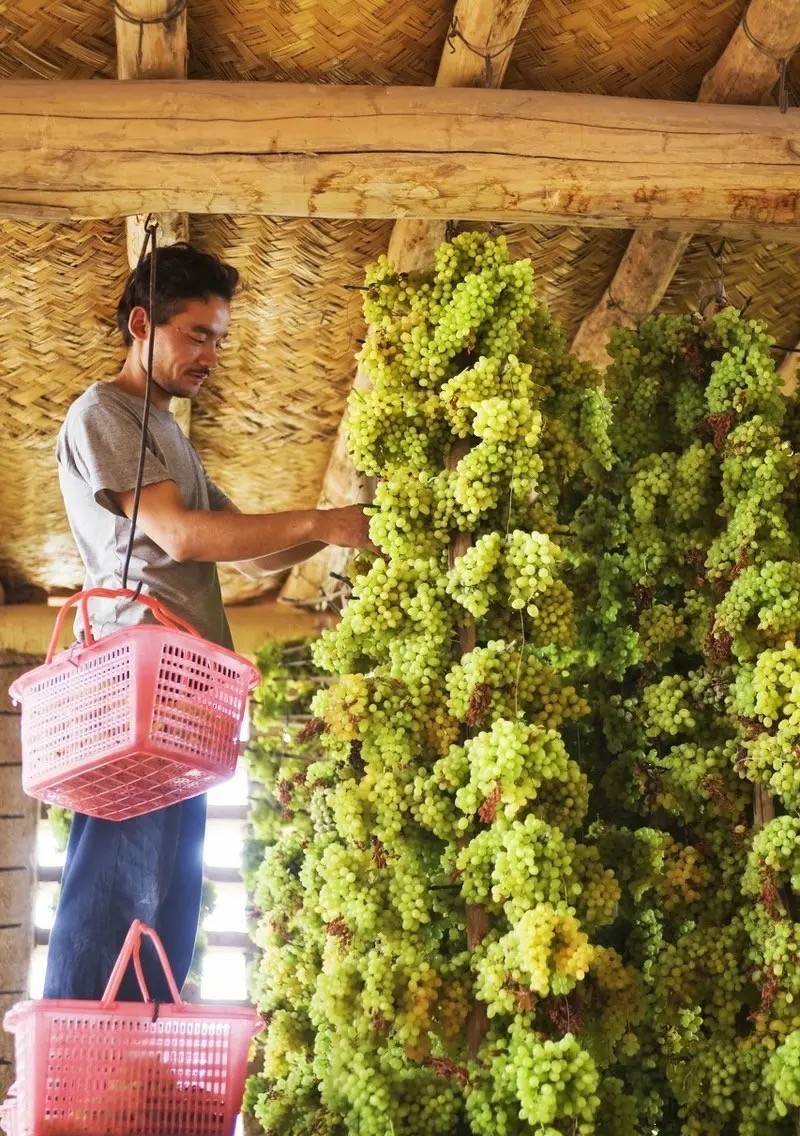 去新疆摘葡萄干多少钱,吐鲁番什么地方葡萄干便宜