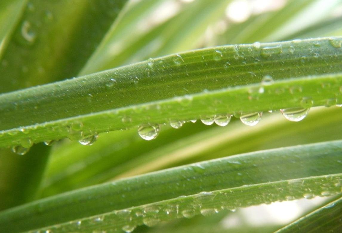 吊兰水培生活妙招,家庭盆栽吊兰的家养方法