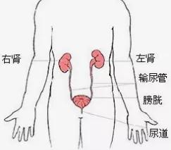 尿急尿频反反复复怎么回事,为什么尿频尿急反反复复