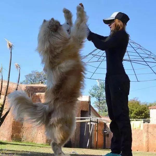 全球十大巨型犬可爱排名,十大恶犬宠物狗排名
