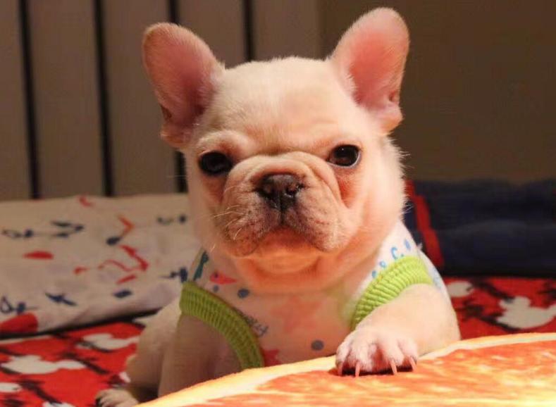 法国斗牛犬可以养吗,法国斗牛犬怎么养