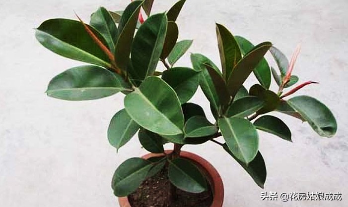 橡皮树太高什么时候修剪,橡皮树适合什么时候修剪