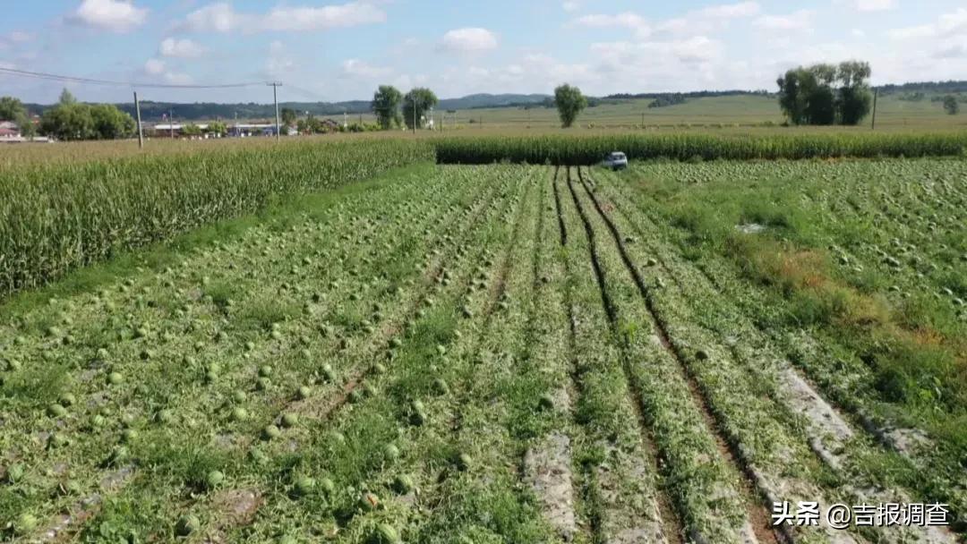 东丰县那丹伯镇十八道村20亩成熟西瓜被冰雹砸伤，面临滞销困境！社会各界争当“吃瓜群众”