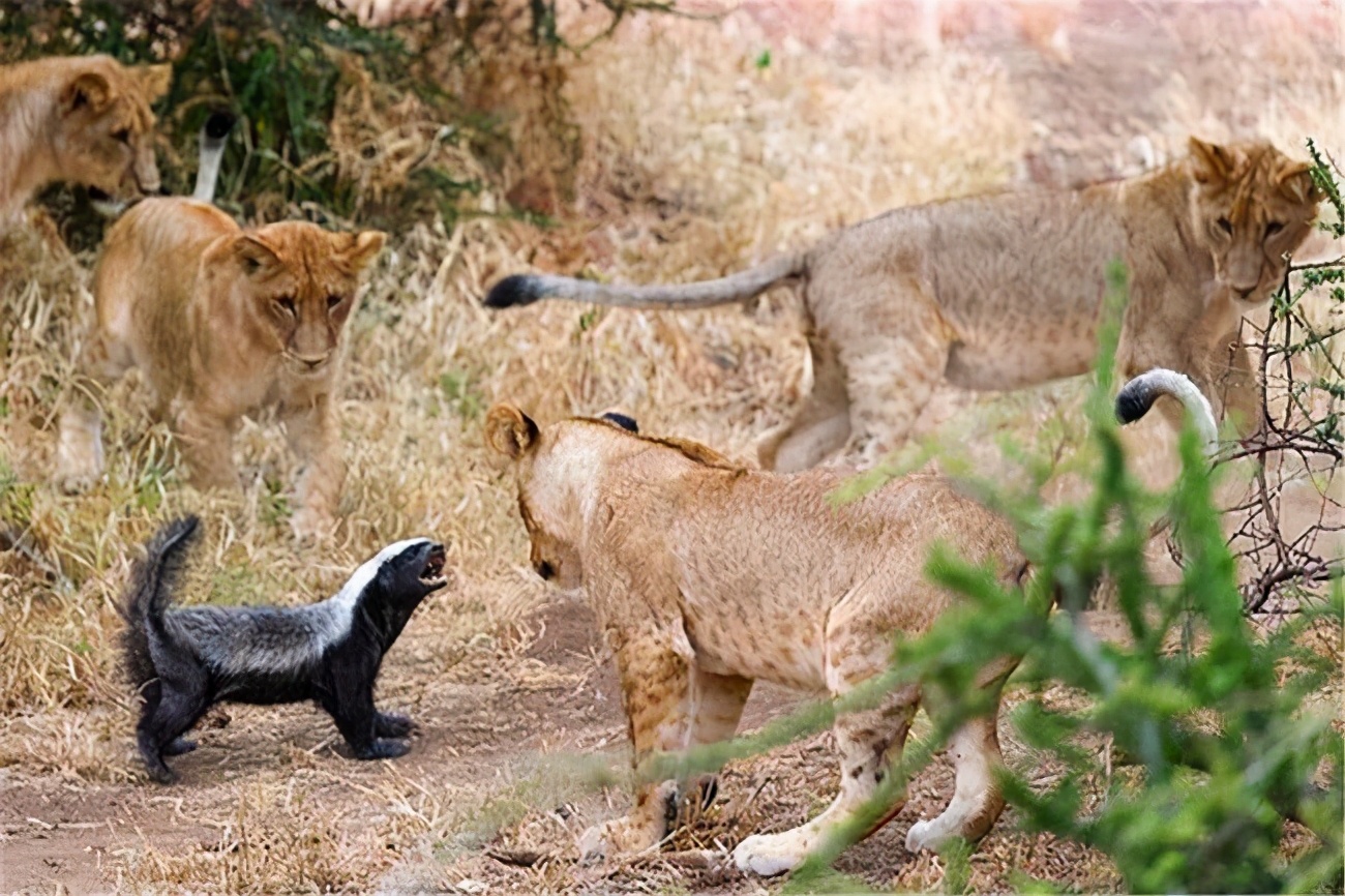 平头哥和蛇獴被蛇咬后的症状,平头哥被蛇咬了为什么不会死