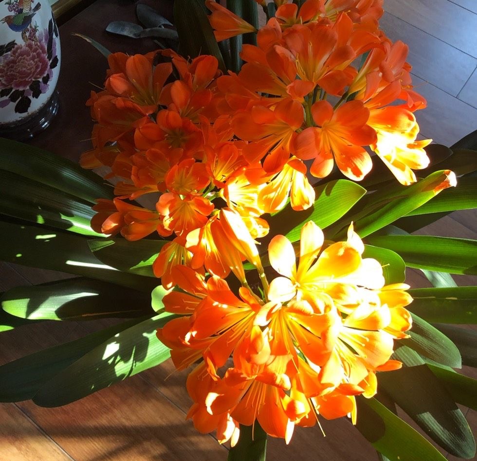 室内光照差反而长得旺的7种花,南方没有光照的阳台种什么植物好