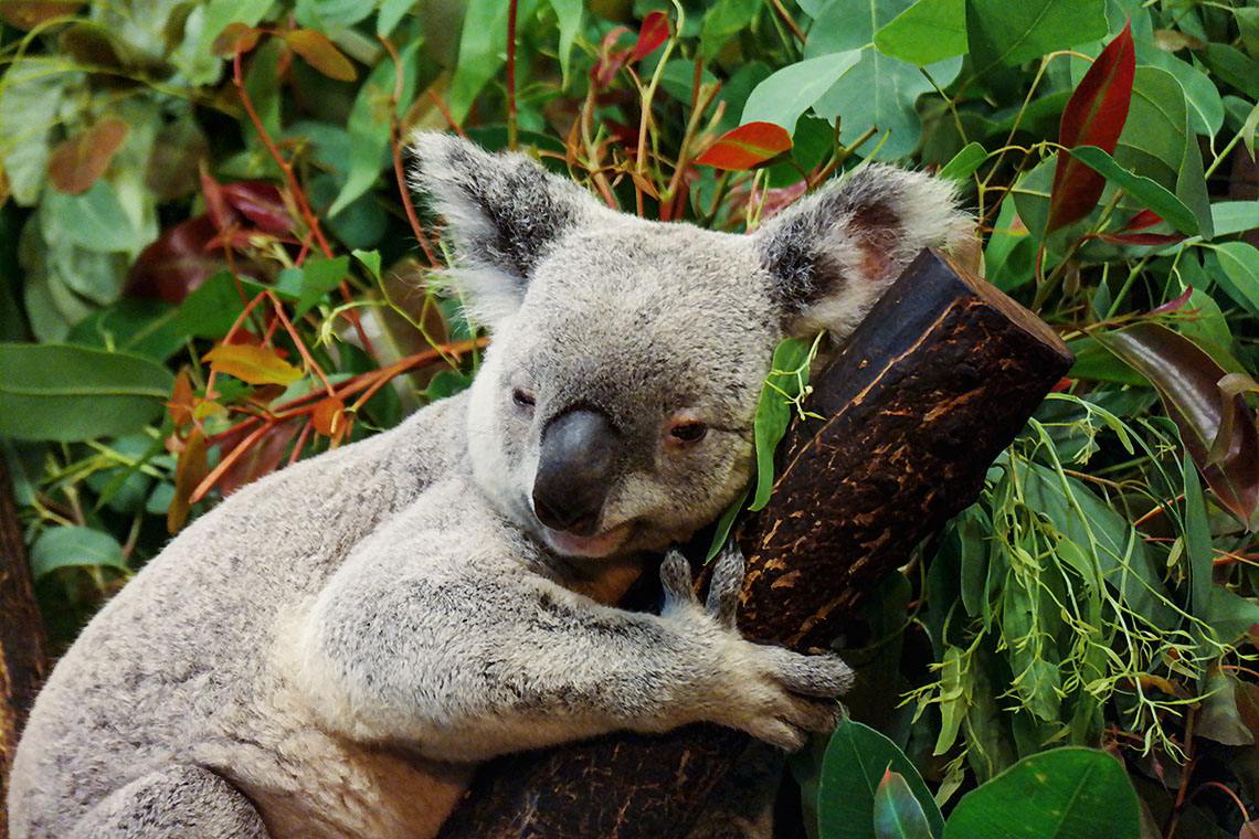 广州长隆好玩还是珠海长隆好,广州长隆和珠海长隆哪个好玩一些