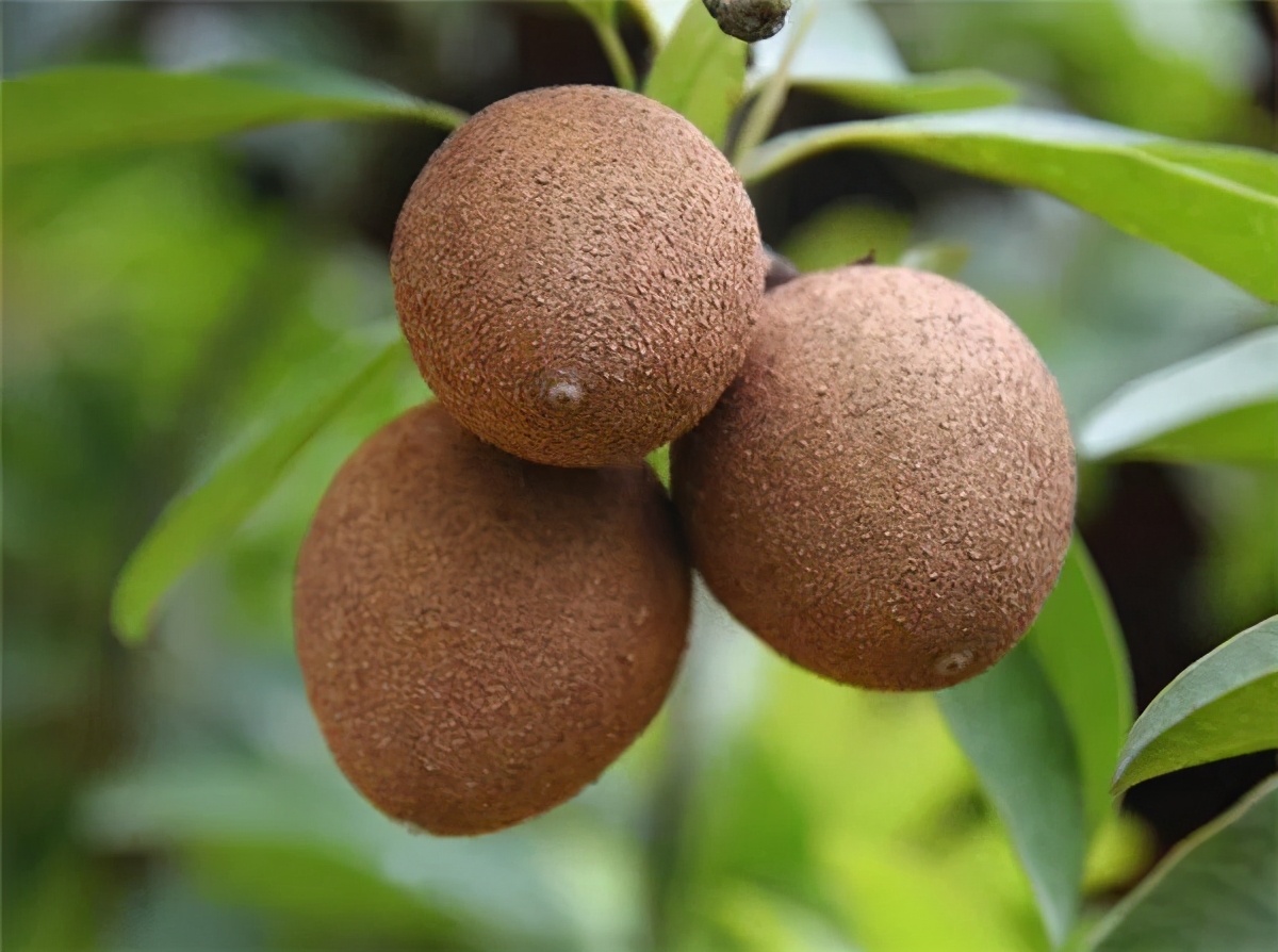 水果产业特色分析表,中国水果产业发展趋势分析