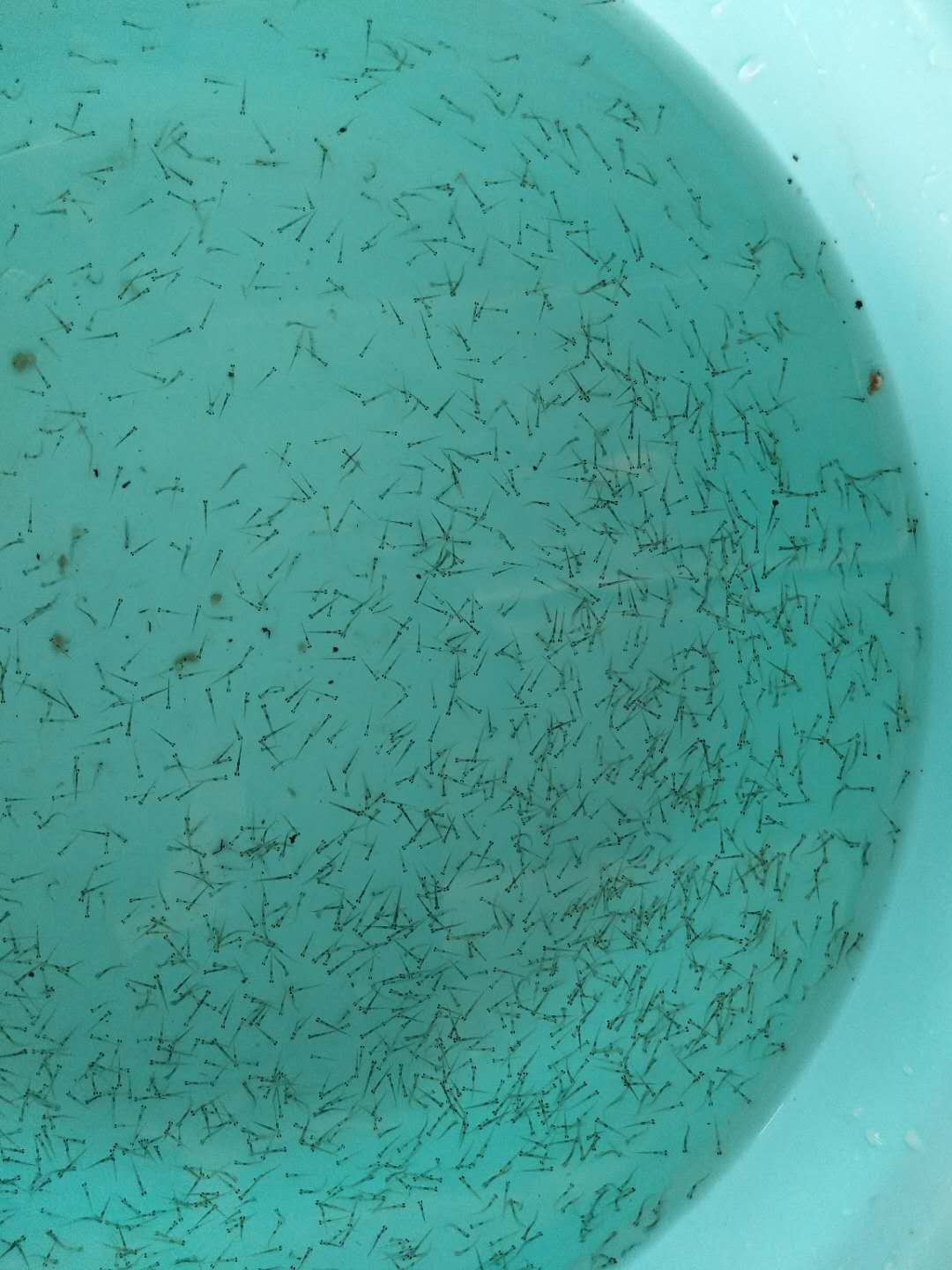 鱼类繁殖洄游,鱼类繁殖原理