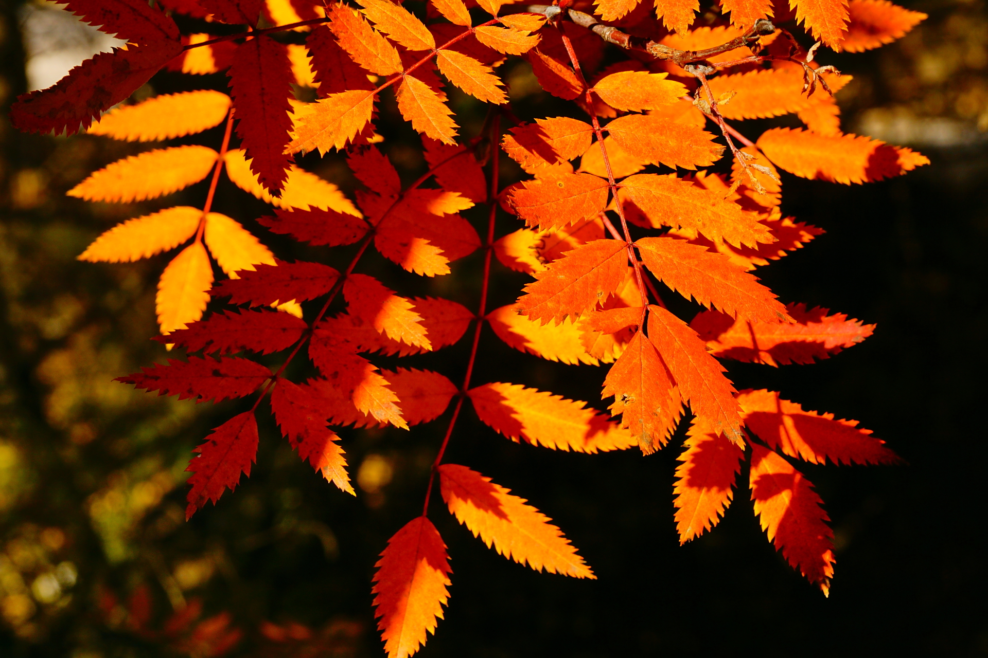 京北第一天路千松坝国家森林公园,千松坝森林公园和京北第一天路