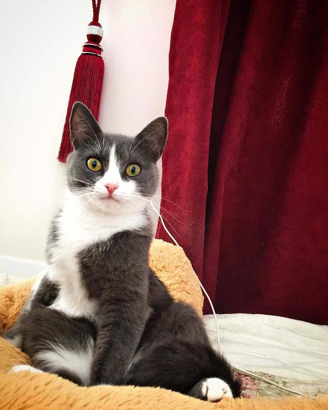 猫犯错了怎么管教它,打猫可以纠正猫的坏行为吗