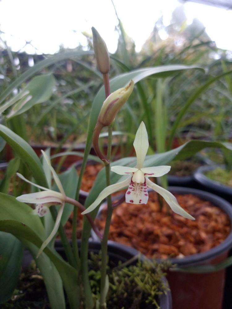 碧玉植物大概养殖方法,一叶兰碧玉兰怎样繁殖最快