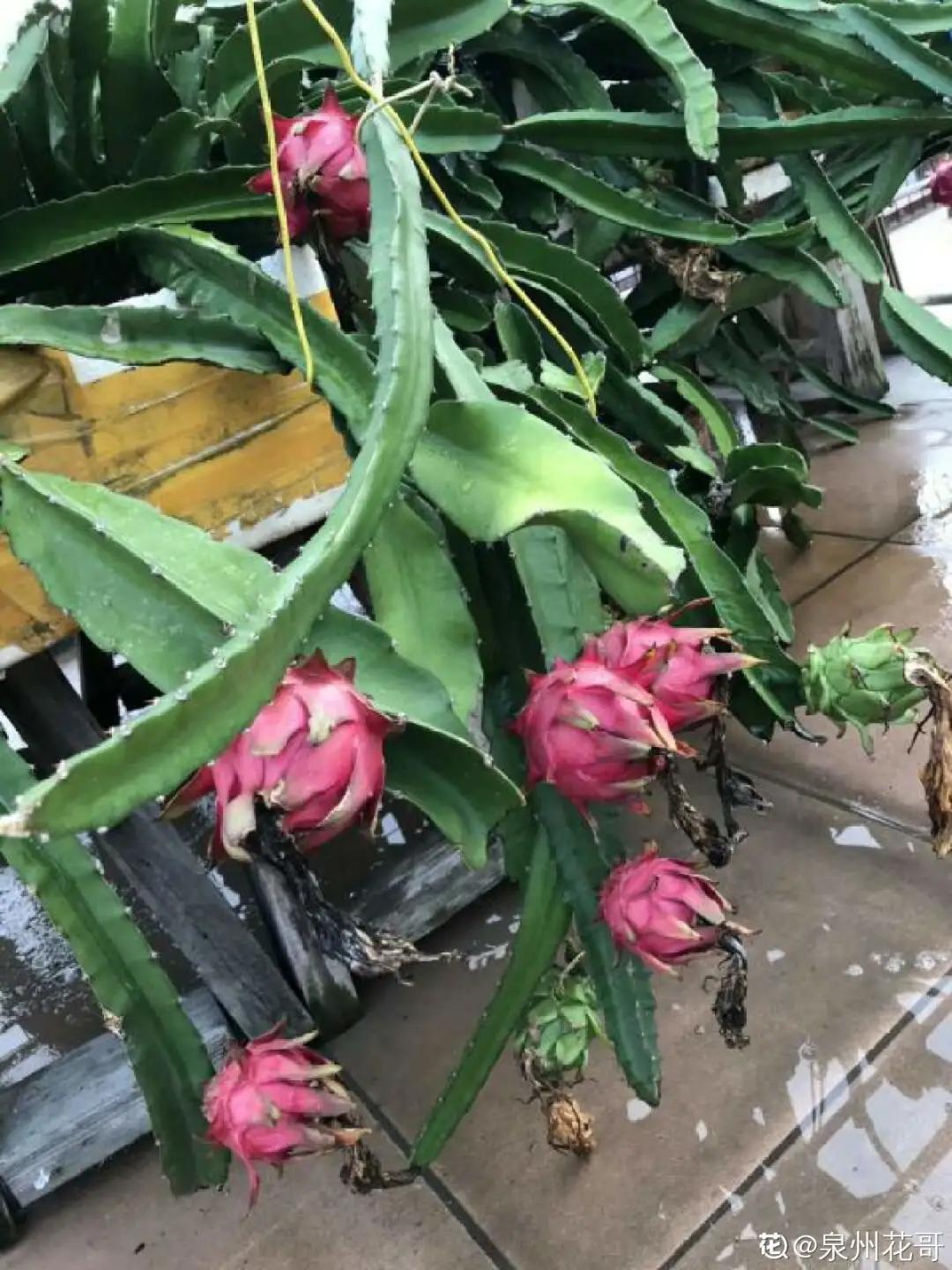 一根枝插土里就能成活的果树,大树枝直接插土里能活吗