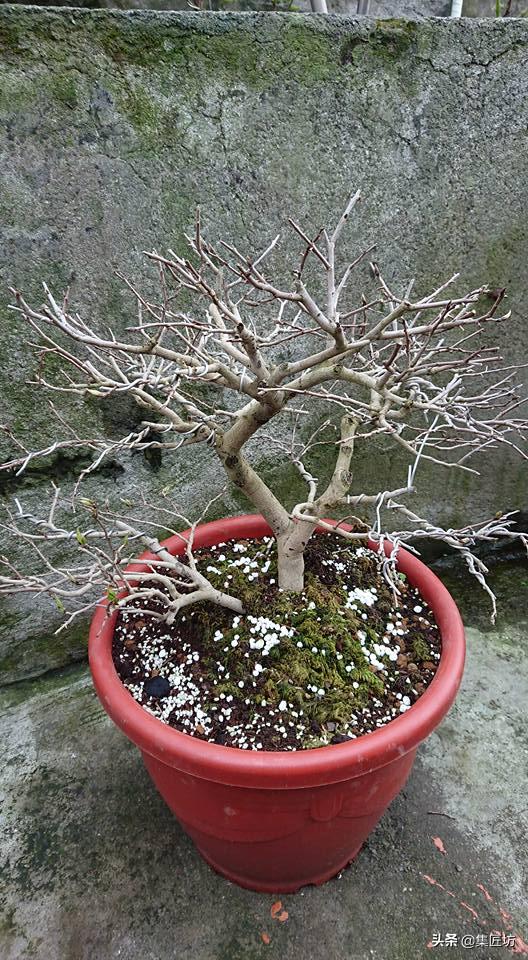 十字修剪法,十字花技法