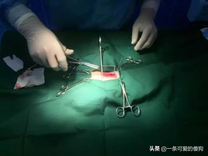 狗狗应该绝育吗?宠物绝育的好处弊端以及最佳时间