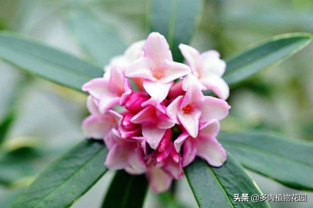 瑞香叶片卷曲什么原因,瑞香叶片有黄色斑点怎么办