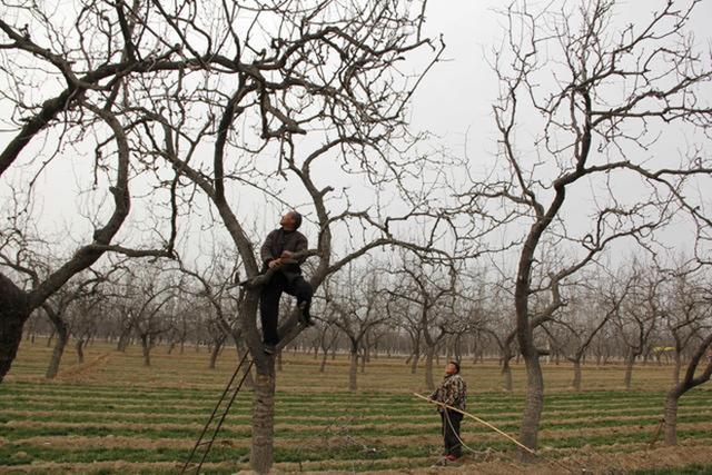 黑枣树开花该怎么管理,黑枣树怎么培育
