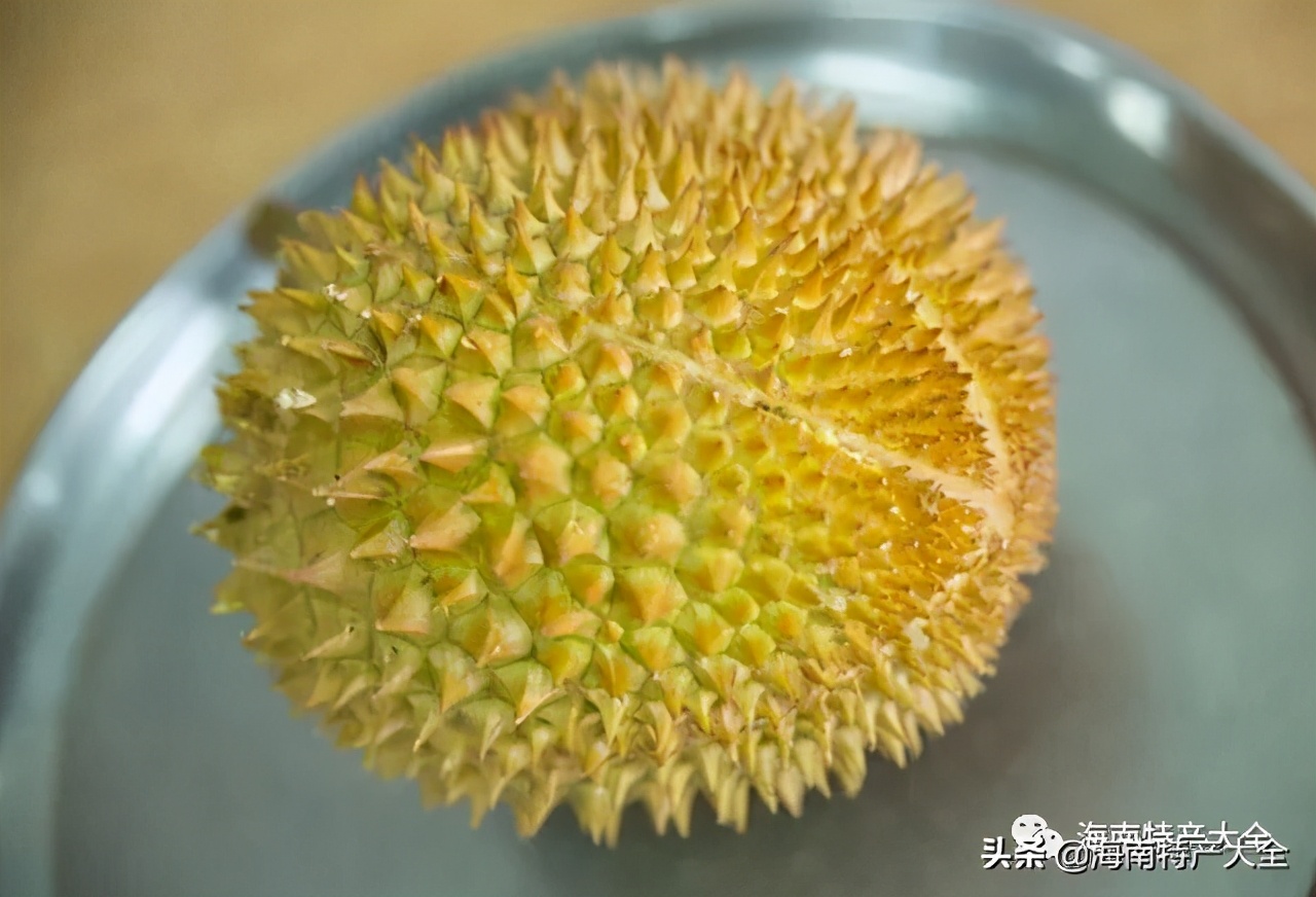 海南热带水果种植基地,海南哈密瓜是热带水果