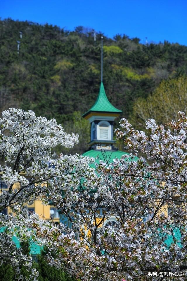 浪漫樱花校园,浪漫樱花视频