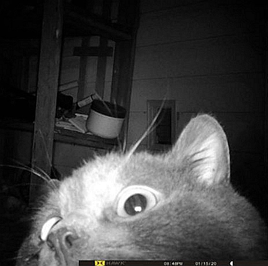 喵星人抓老鼠,喵星人抓老鼠的声音