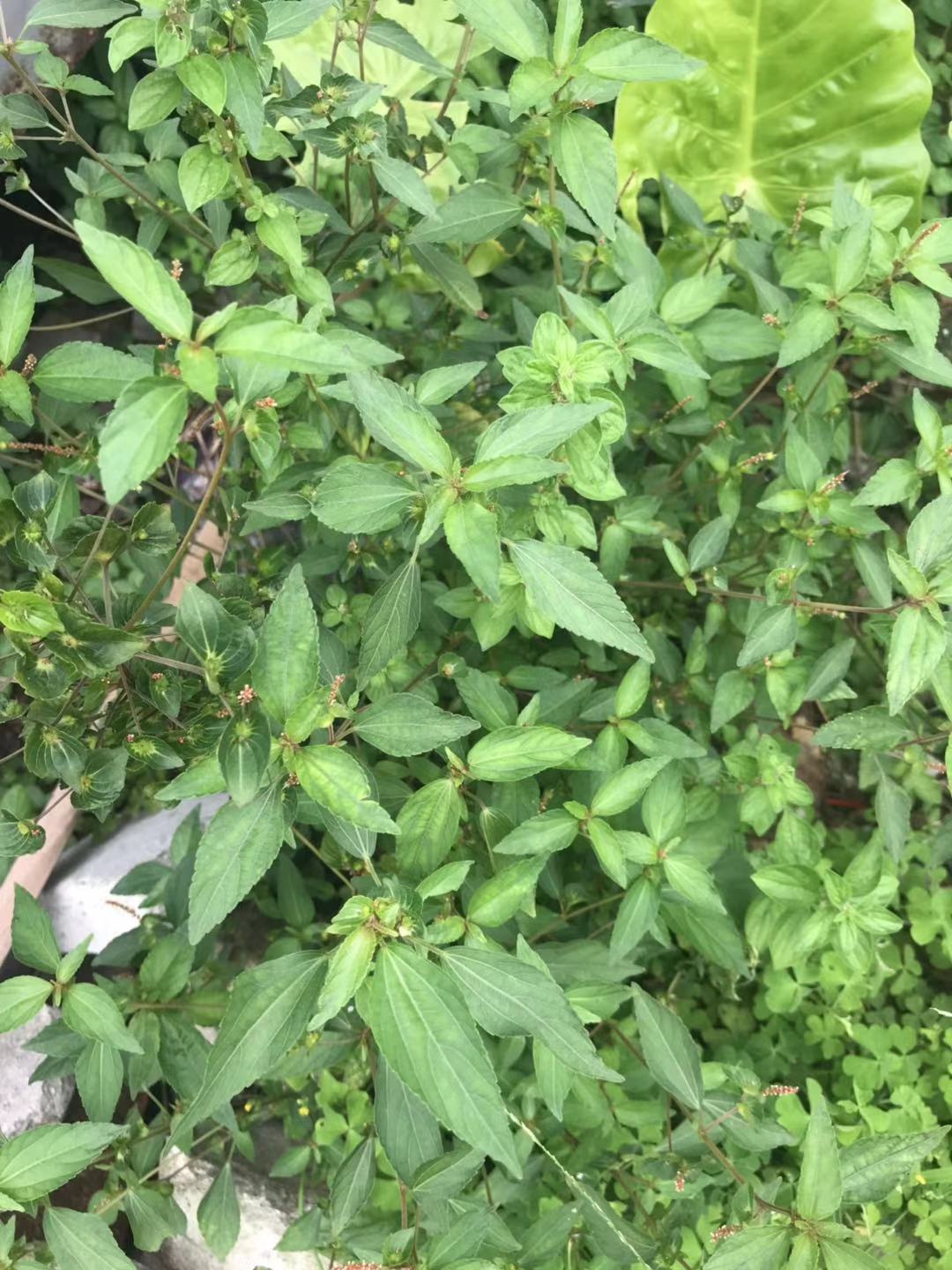 神奇的草药铁苋菜,中草药铁苋菜也叫血见愁