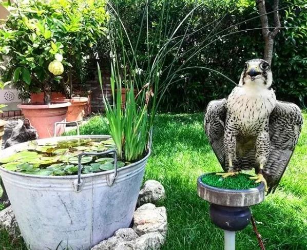 废桶旧盆里添水种花，10分钟成水景，细水长流富贵一生