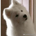 顽固性霉菌阴道炎最好治疗方法,顽固性霉菌性阴道炎治愈方法