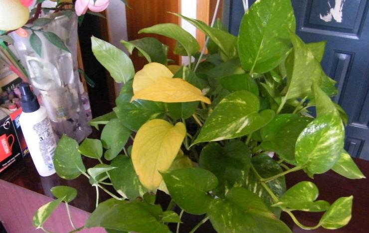 绿萝在家养到底好不好,为什么养绿萝不好