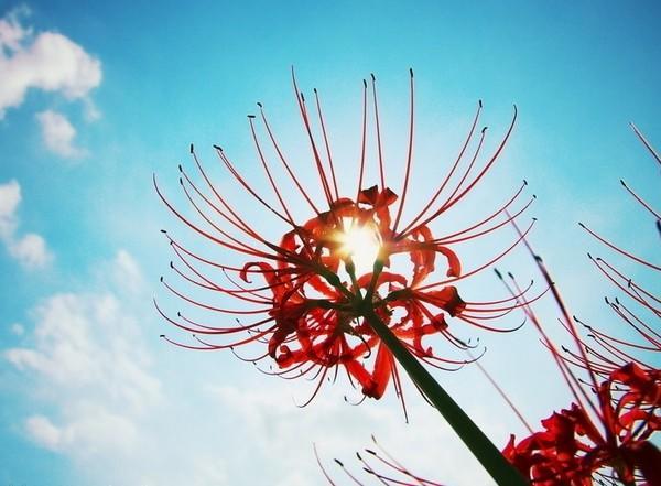 漂亮的彼岸花的养殖方法,美丽而忧伤的彼岸花