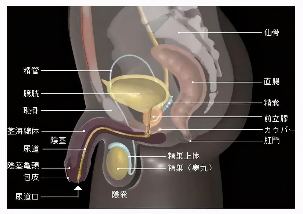上期回顾|正视男性前列腺炎，消除性功能障碍的隐患