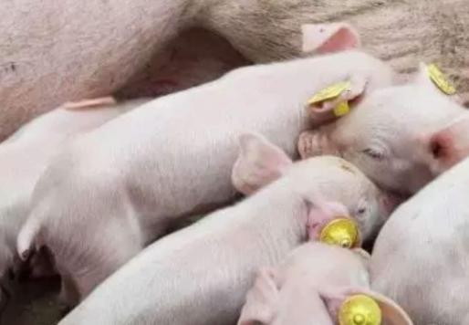 小猪2000元一头，这么贵能不能买？本文帮养猪人算清楚这笔账