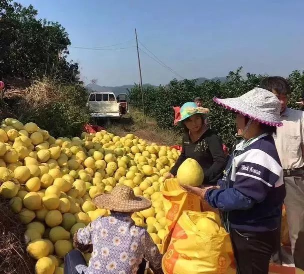 容县沙田柚挑选视频,如何挑选沙田柚视频