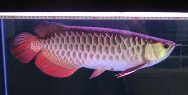 龙鱼10公分怎么分辨高背和过背,龙鱼过背和高背头部可以区分吗