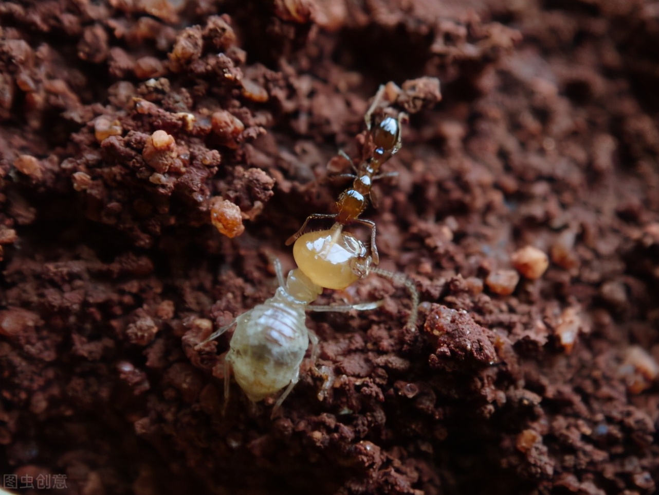 红火蚁被人类一脚给踩死了,男子被红火蚁咬伤完整视频