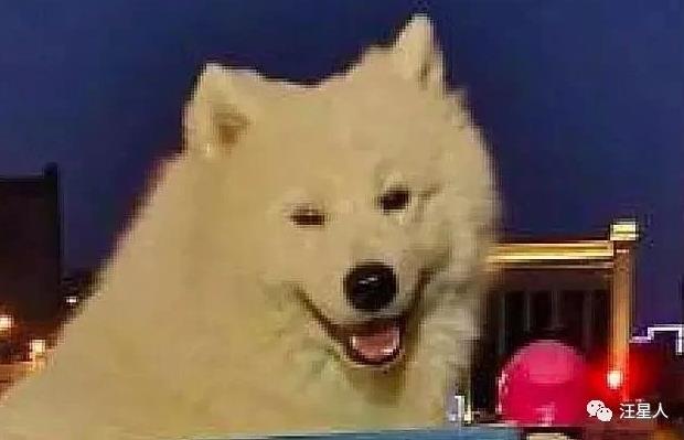 一名外卖小哥特别引人注意，因为他的后座位上总有只…