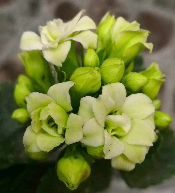 长寿花，寓意好、开花漂亮，花期长，品种多达300个