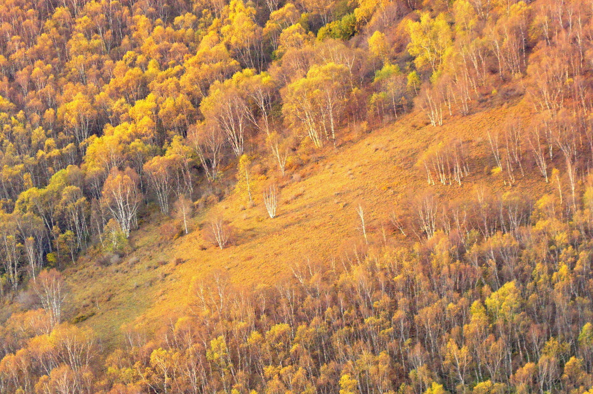 京北第一天路千松坝国家森林公园,千松坝森林公园和京北第一天路