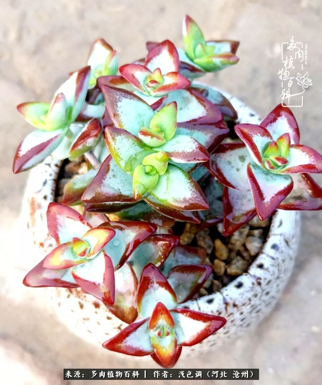 淘宝买多肉带盆的需要脱土修根吗,淘宝上买多肉有什么坑