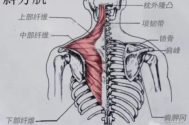 最厉害的斜方肌,五大之首