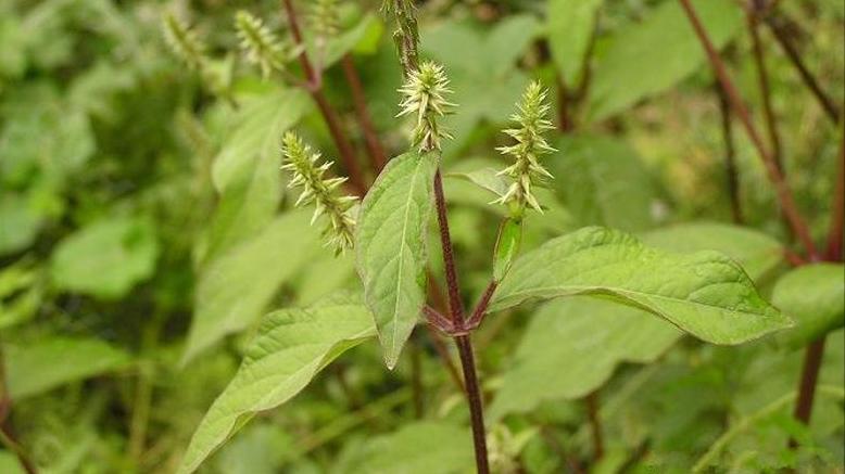神农本草经中的药材图片,神农本草经高清彩图