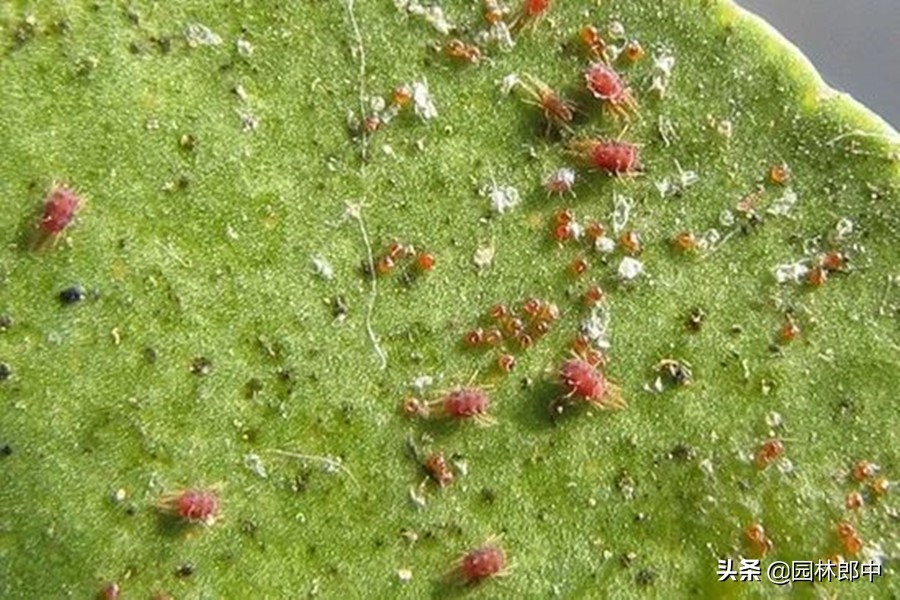 冬季有红蜘蛛需要防治吗,红蜘蛛物理防治最佳时间