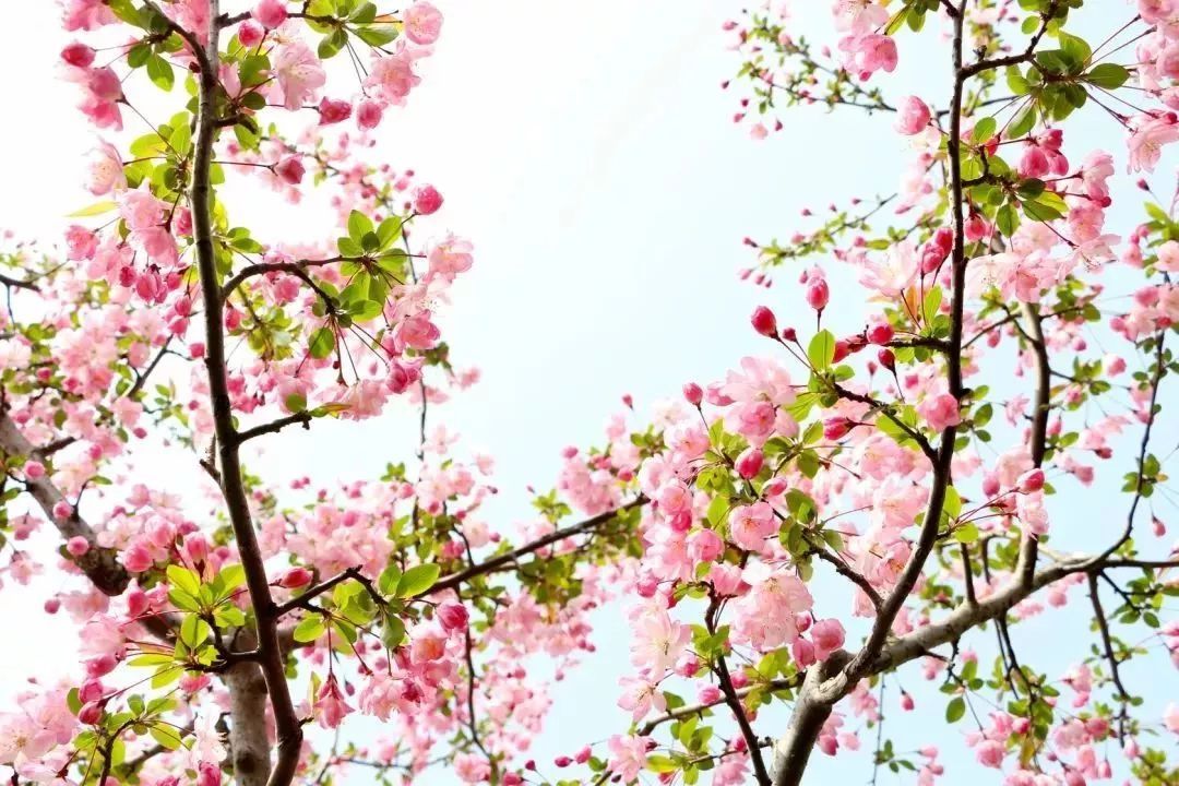 看到花的时候,不知是什么花?那就收下这份百花图谱