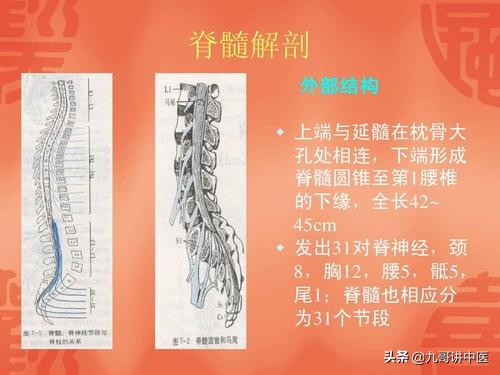 体（中）:体的枢纽中心与感觉感受