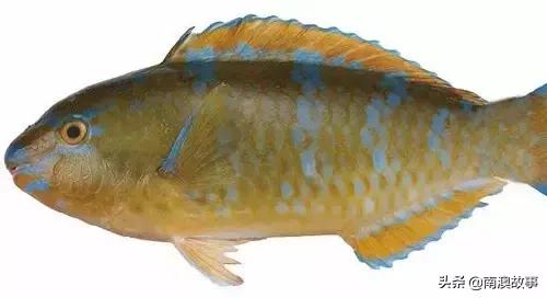 潮汕热销海鲜品种,潮汕常见的海鲜大全